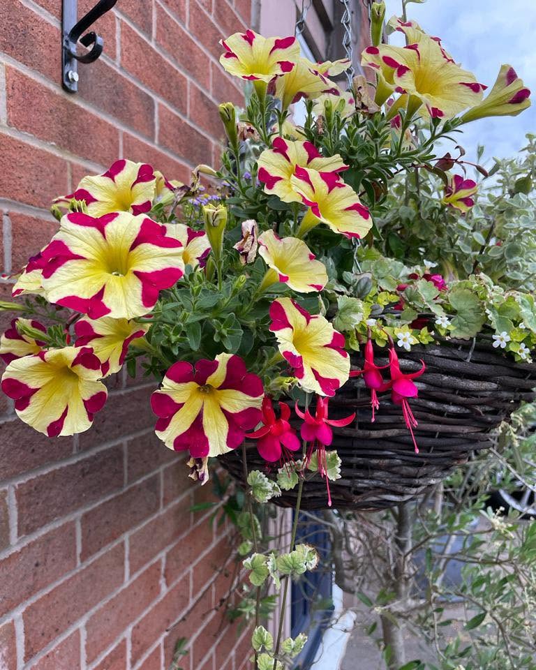 Hanging basket of yellow petunias with red fuchsia against red brickwork