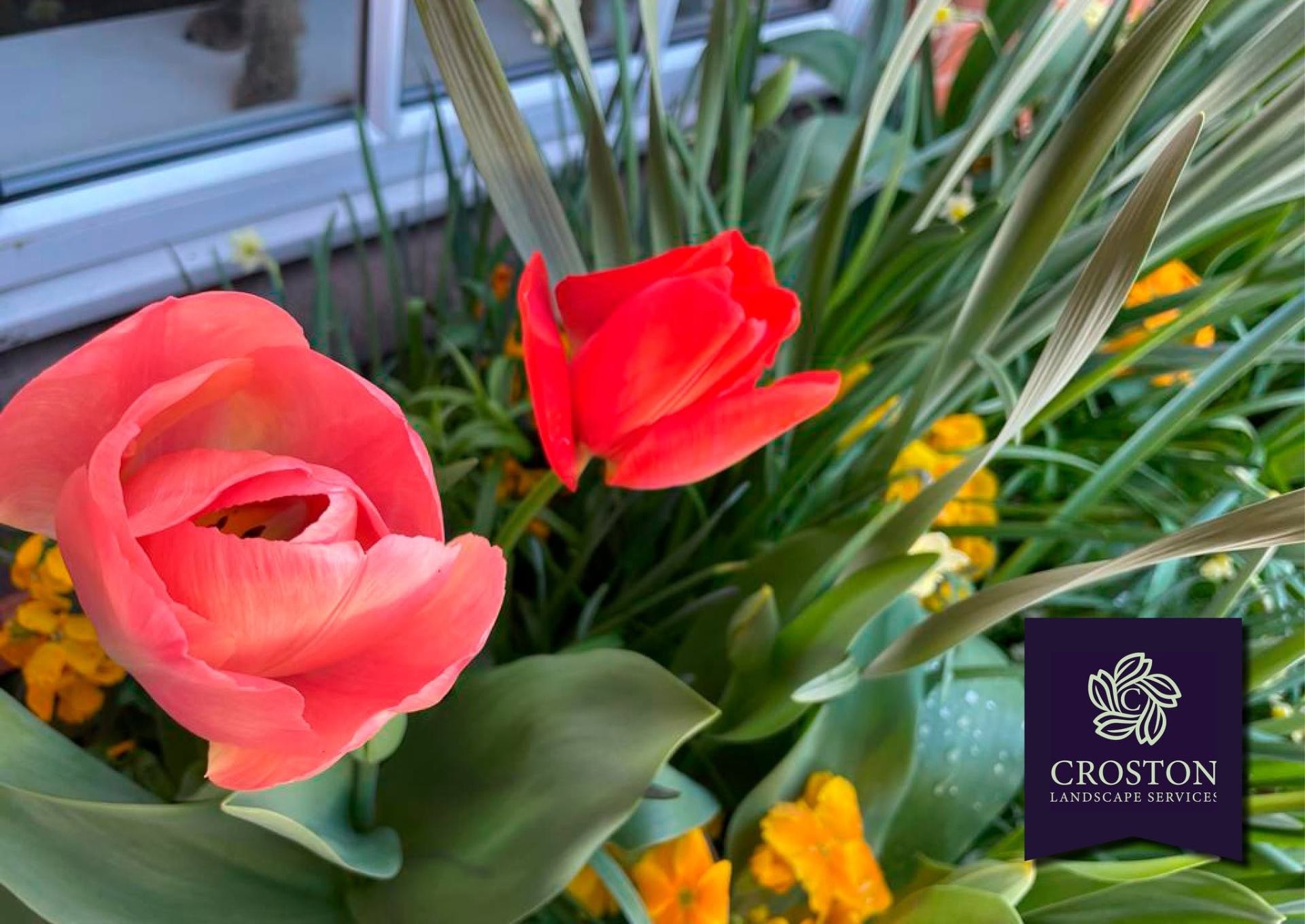 Coral and red tulips with yellow wallflowers in a spring border
