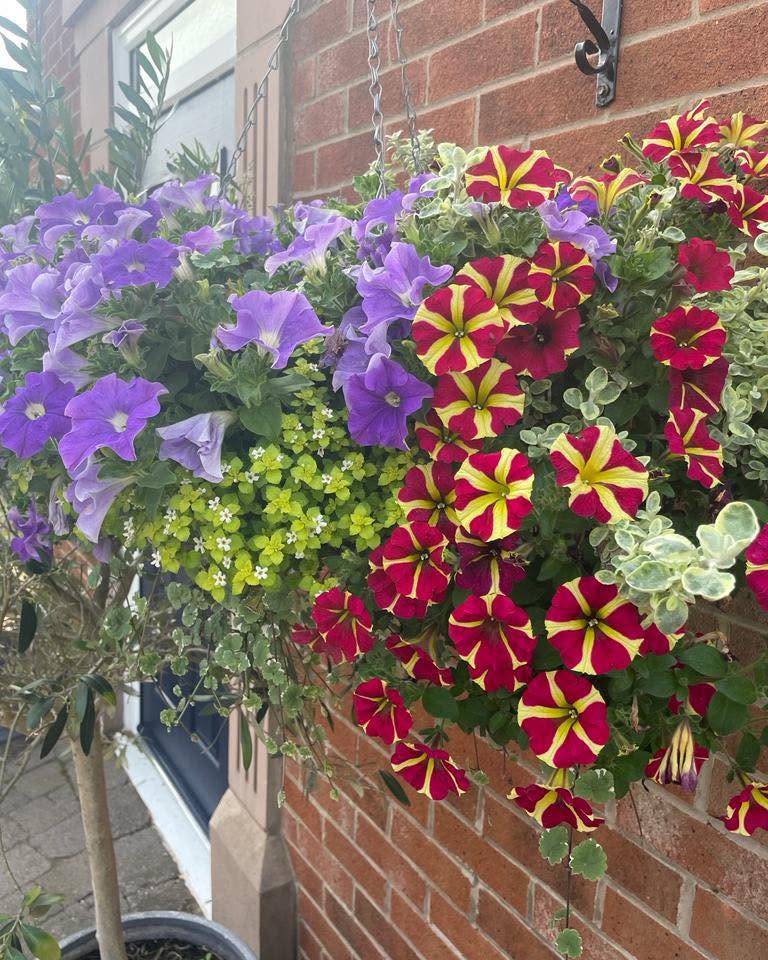 Twin hanging baskets of purple and red-yellow petunias by a front door