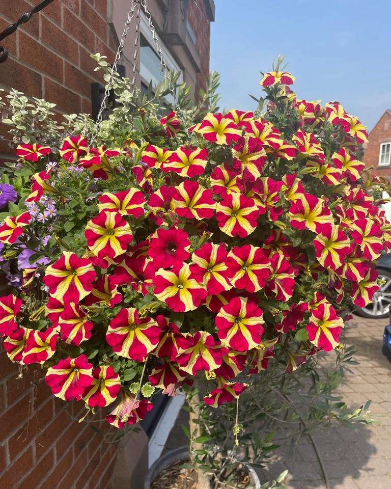 Large hanging basket of red-and-yellow striped petunias