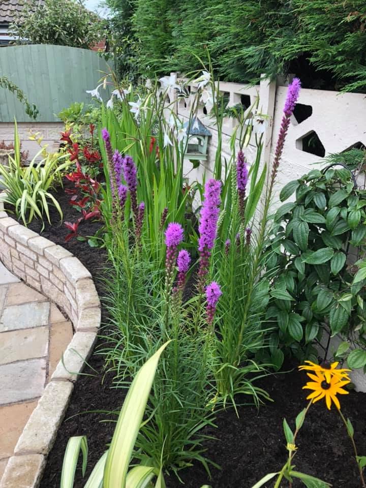 Vibrant planting border with tall purple liatris spires and a curved brick retaining wall