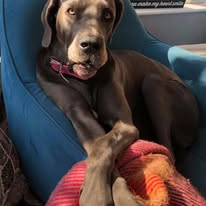 Bowie the dog, the team's regular four-legged visitor, sat on an armchair